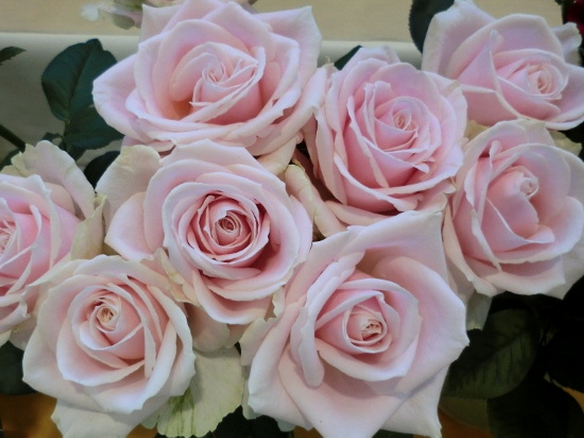 F6 Roses